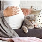 Infected cats may cause abortion in pregnant women – Veterinarian