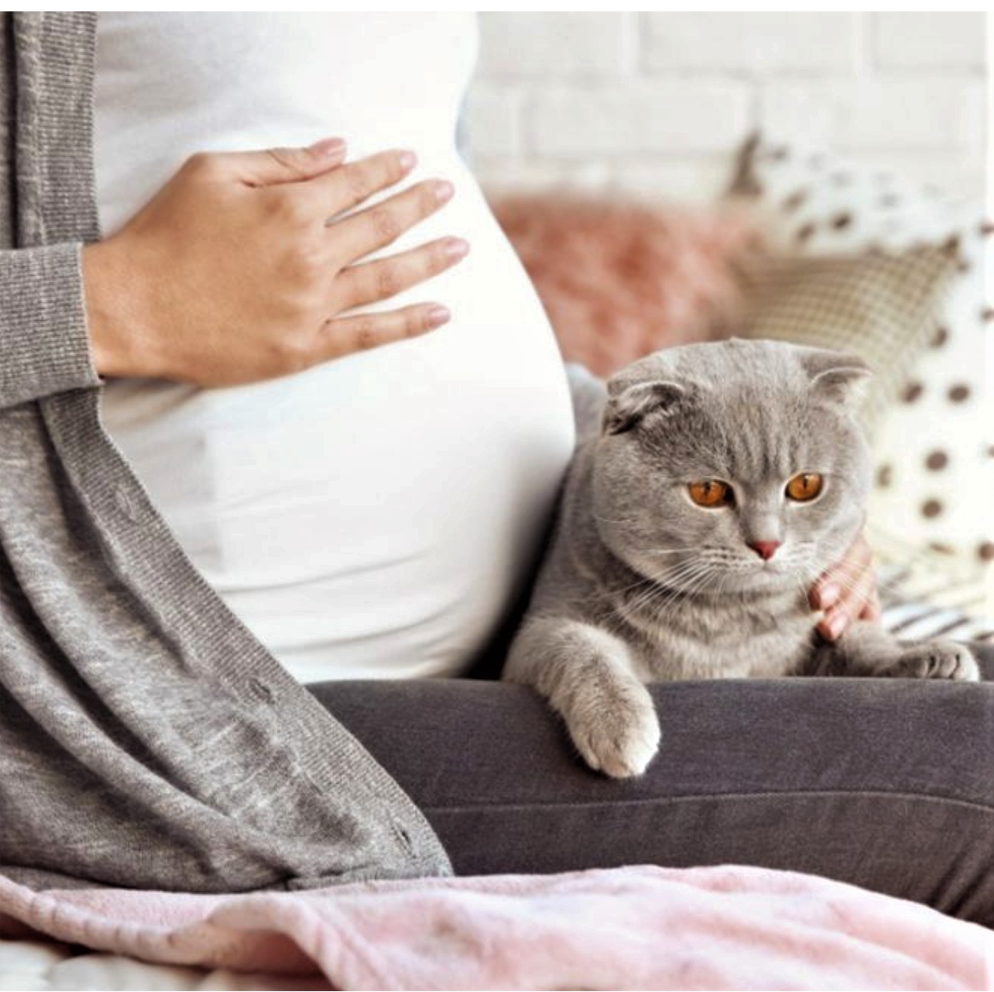 Infected cats may cause abortion in pregnant women – Veterinarian