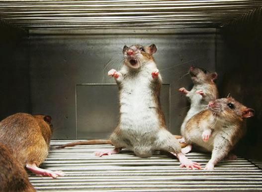 Ondo begins distribution of rat killers