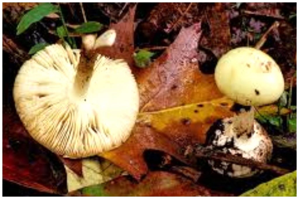 Researchers discover antidote for world’s most poisonous mushroom