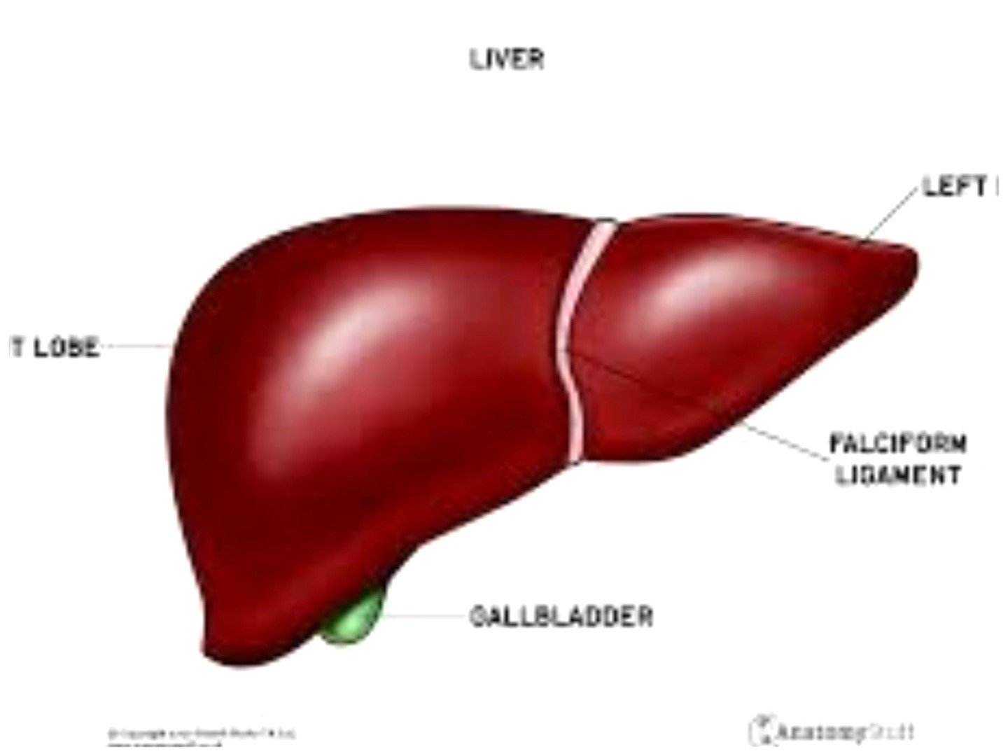 Expert urges political leaders to facilitate liver surgeons’ training